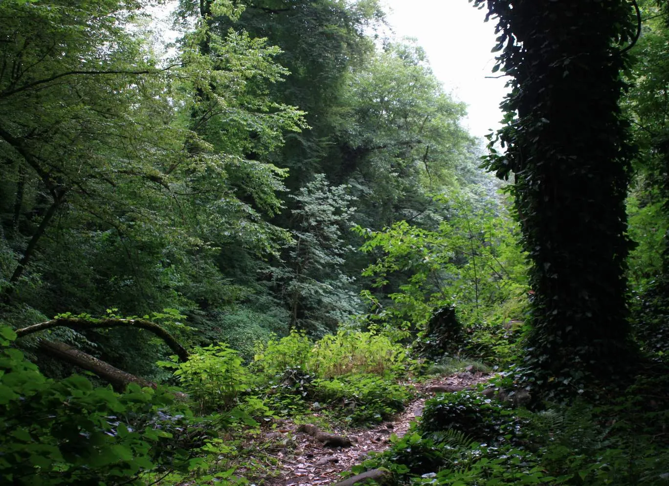 Green forest path in the Lagodekhi protected area