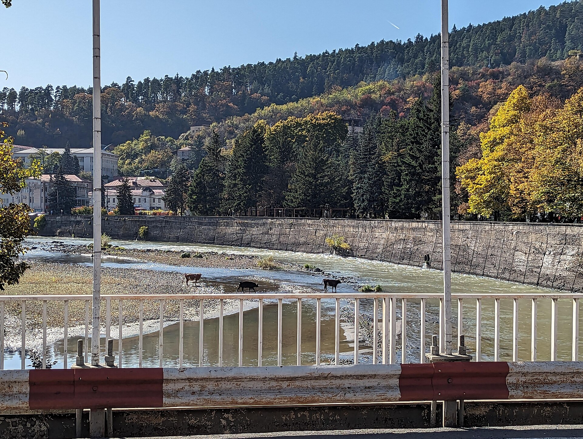 Cows crossing the Kura River from the Bridge of Beauty, Borjomi, Georgia