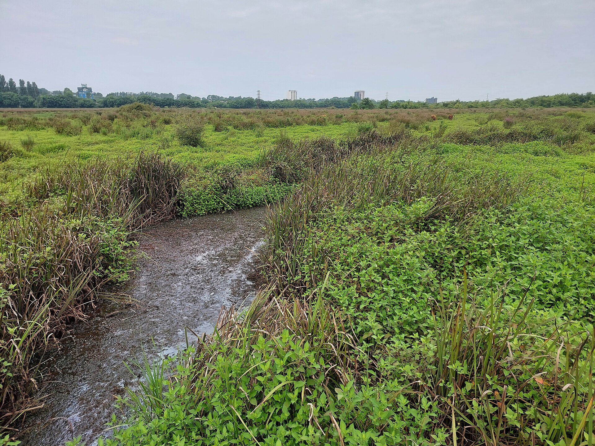 Kobuleti strict nature reserve 46
